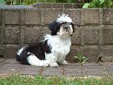 SHIH TZU 363